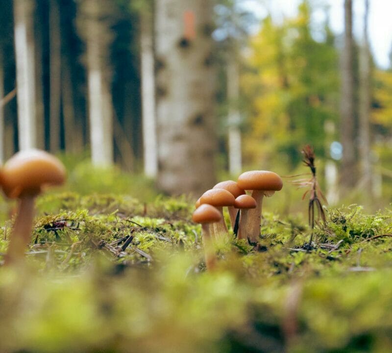 Magic Mushroom Dispensary | Mushrooms Online Canada