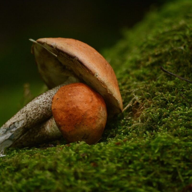 Mushroom Dispensary Vancouver | Mushrooms Online Canada
