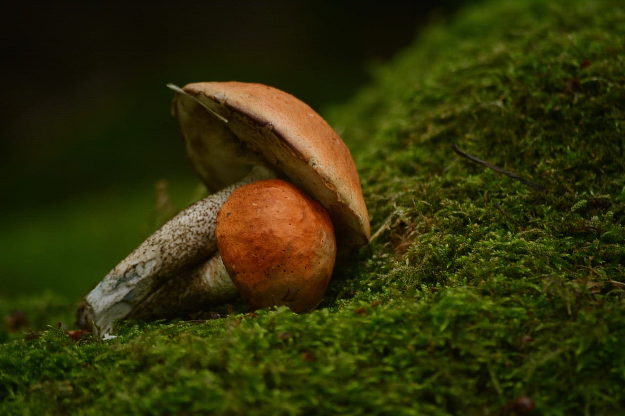 Vancouver’s Mushroom Dispensary: Five Fresh Shroom Varieties That You Must Experience