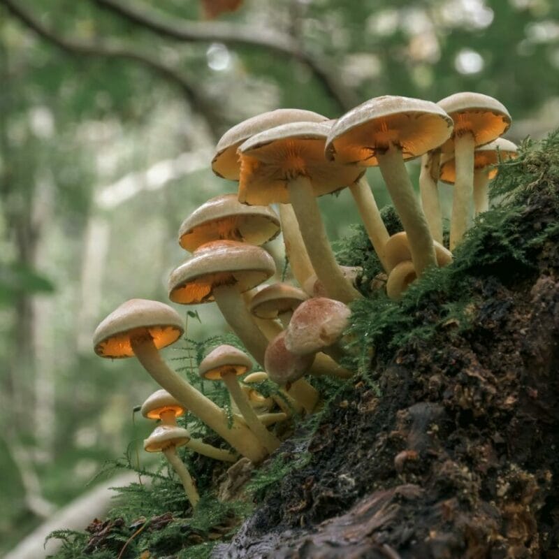 Shrooms online | Mushrooms Online Canada