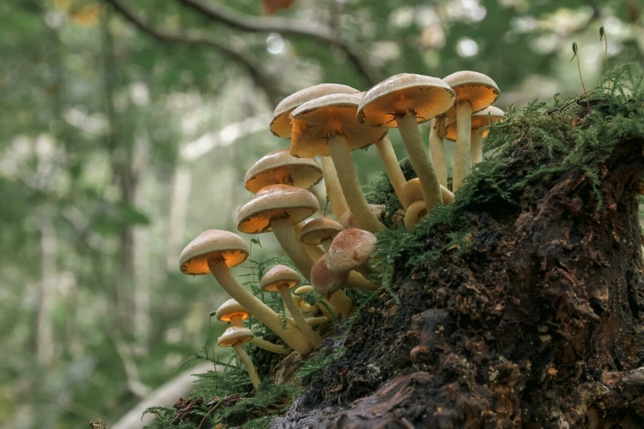 The Presence of Psilocybin in Magic Mushrooms Enhances Sexual Performance and Gratification