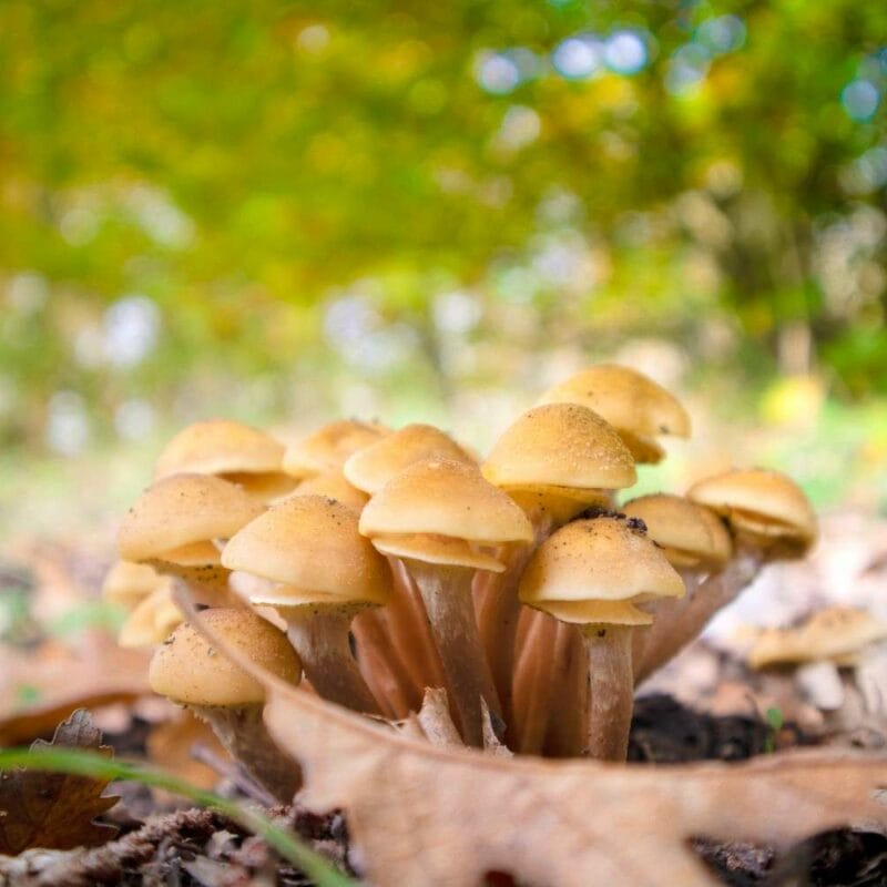Shrooms Canada | Mushrooms Online Canada