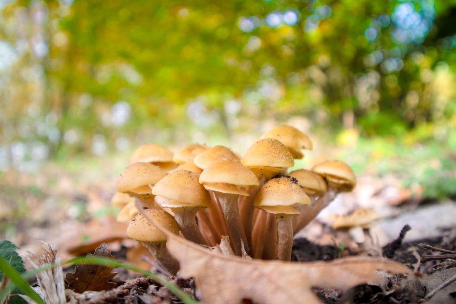 Psilocybin Mushrooms Gain Global Popularity Beyond Canada – The Worldwide Phenomenon of Microdosing