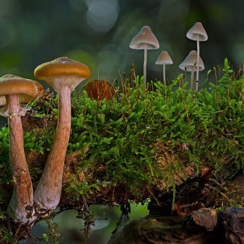 magic mushroom in Canada | Mushrooms Online Canada