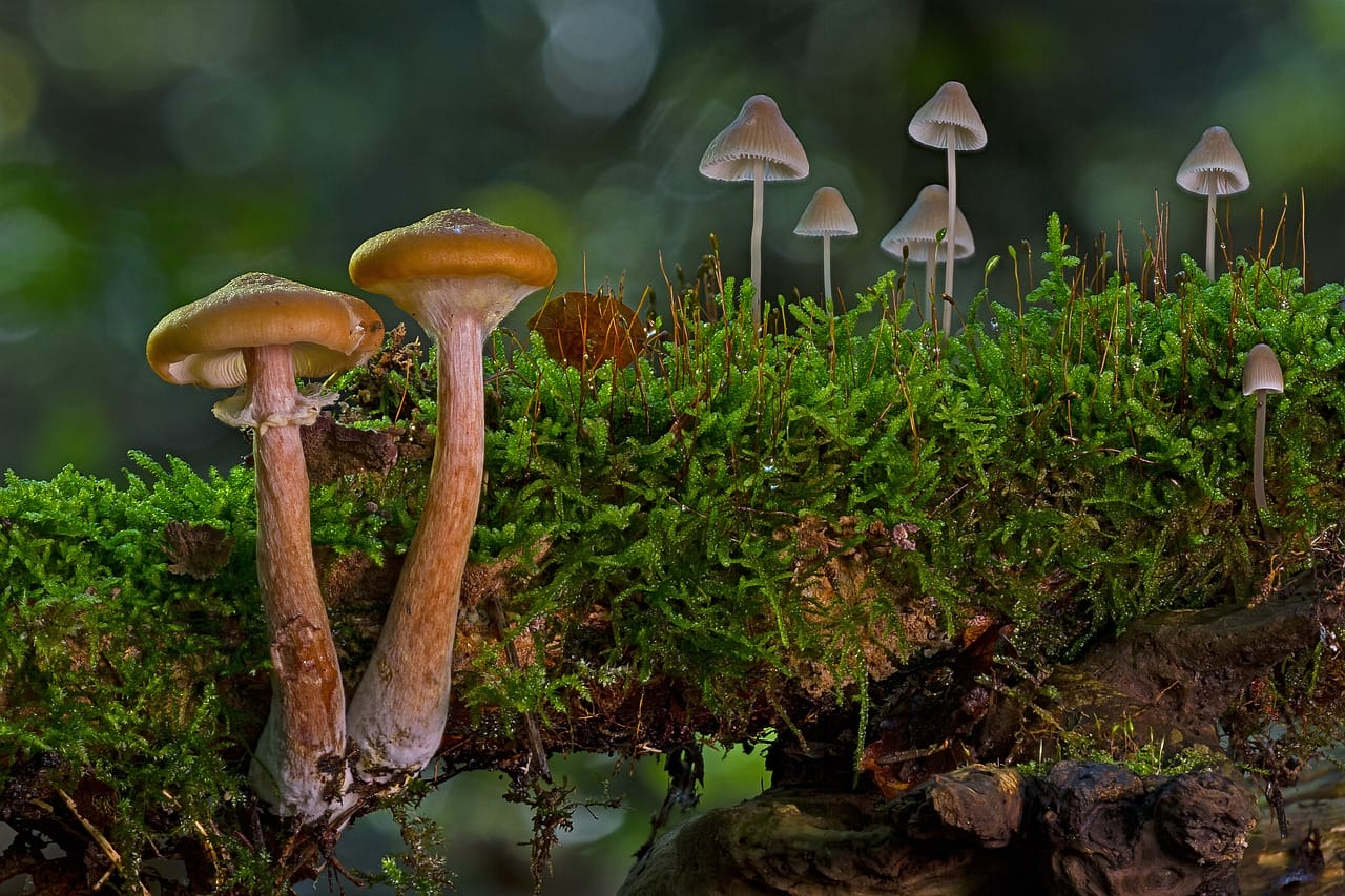 The Majority of Canadians, 80% to be exact, Advocate for the Use of Mushrooms to Alleviate Existential Anxiety