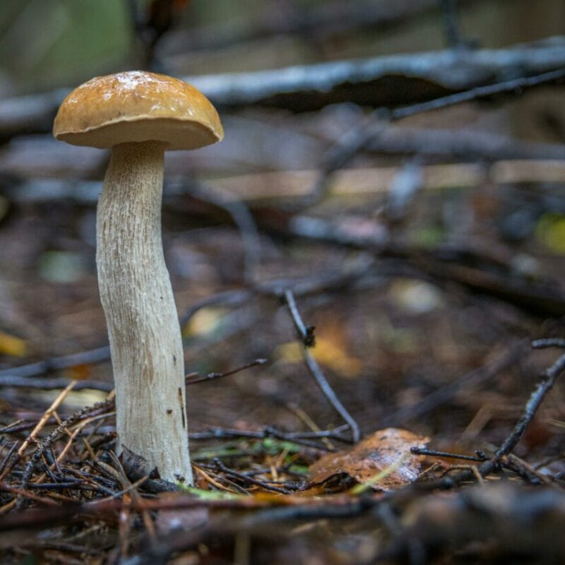 Shrooms online | Mushrooms Online Canada