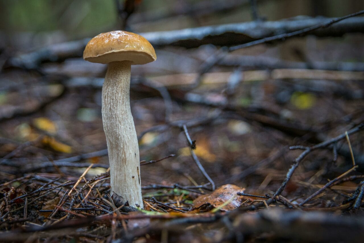 Recent Studies on Psychedelic Mushrooms Indicate that Prolonged Brain Activity Changes Could Enhance Mental Well-being