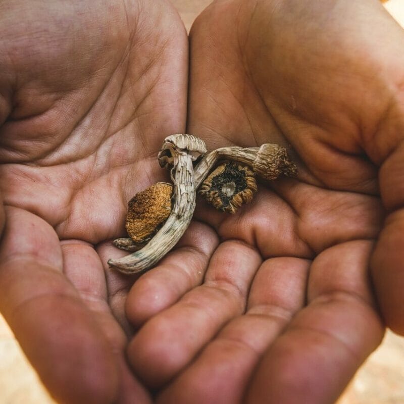 dried shrooms | Mushrooms Online Canada