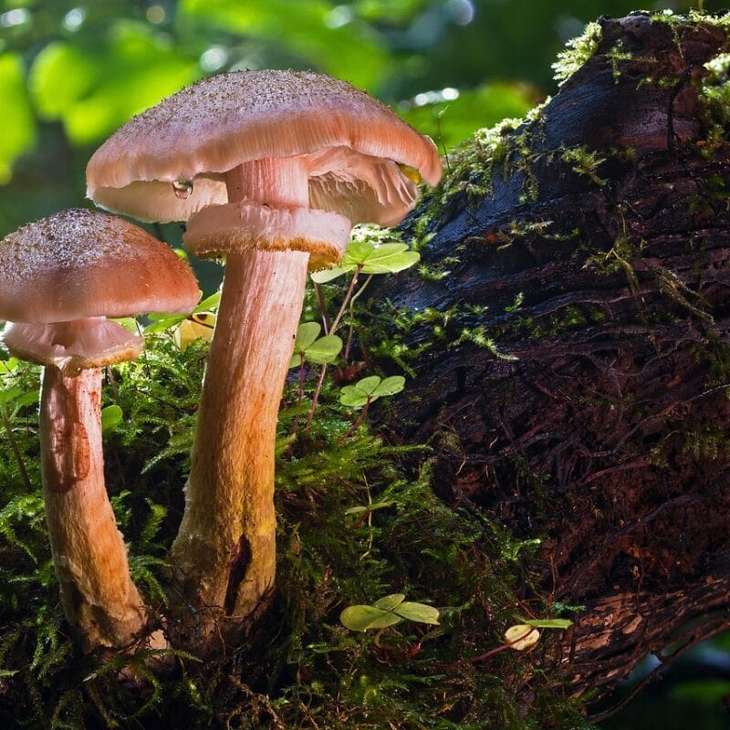 magic mushroom delivery | Mushrooms Online Canada