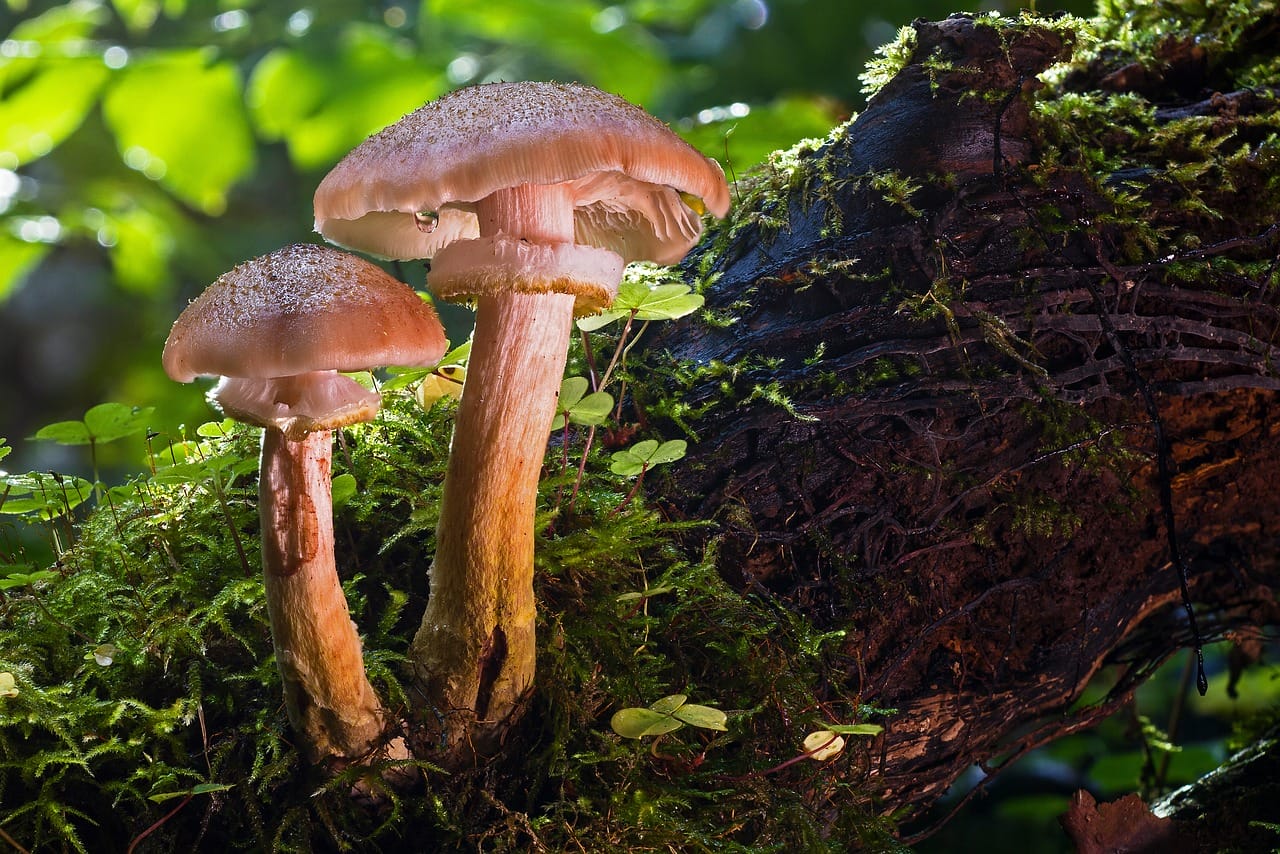 Magic Mushrooms and Psychedelia – A Catalyst for Human Evolution?