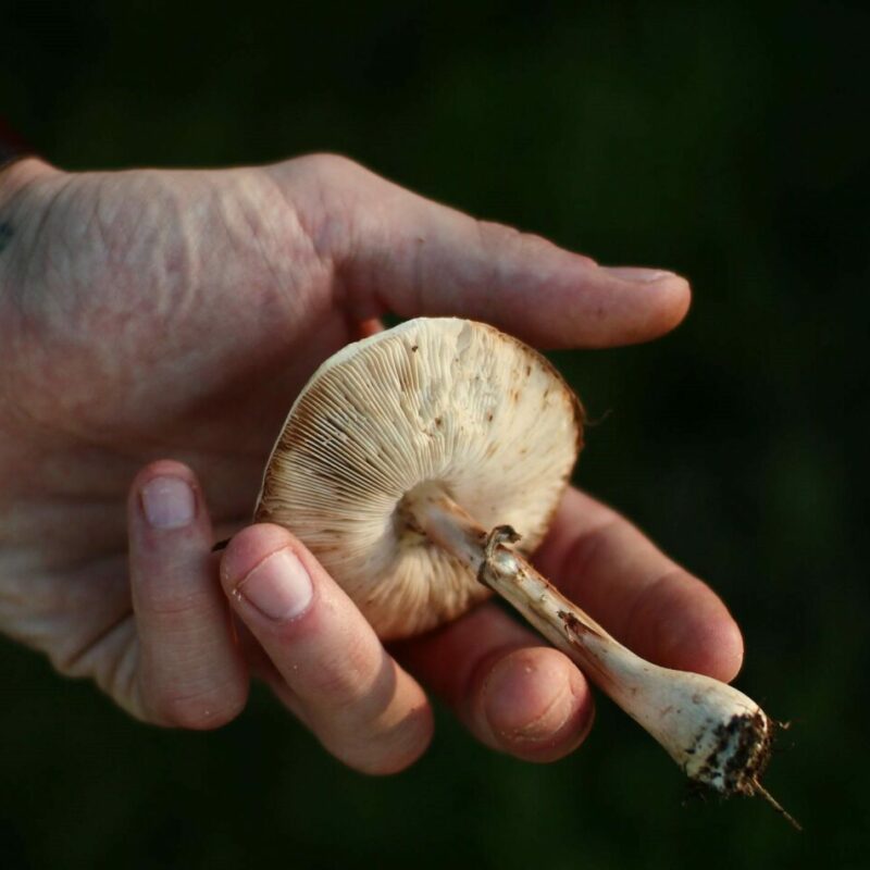Shrooms | Mushrooms Online Canada