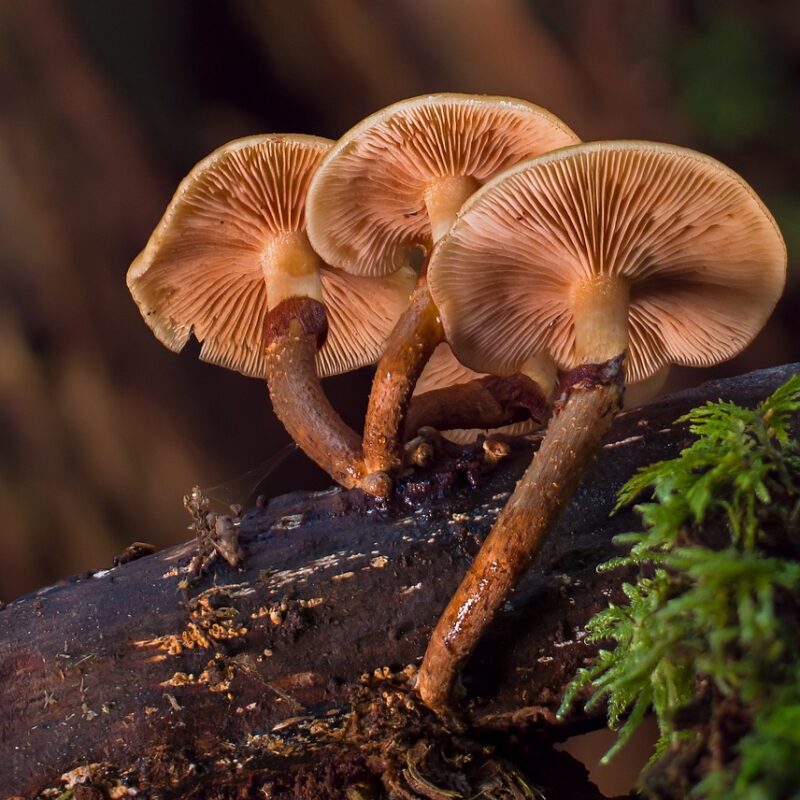 alacabenzi strain | Mushrooms Online Canada