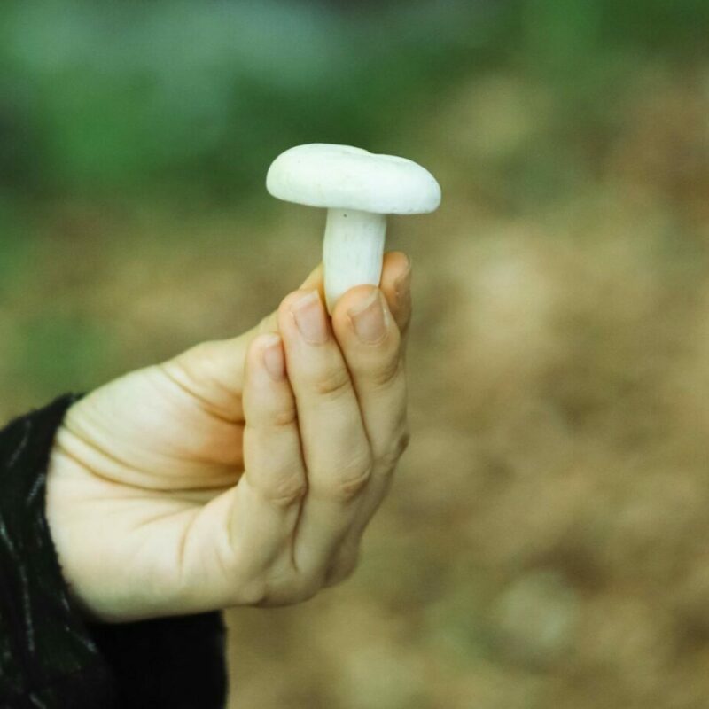 shrooms online in Canada | Mushrooms Online Canada