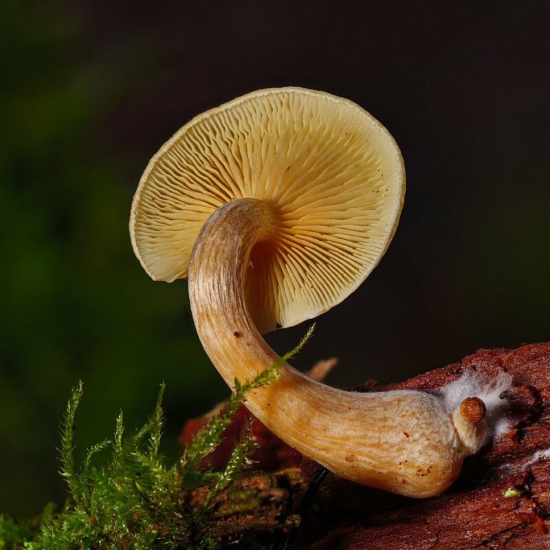 Alacabenzi Strain | Mushrooms Online Canada