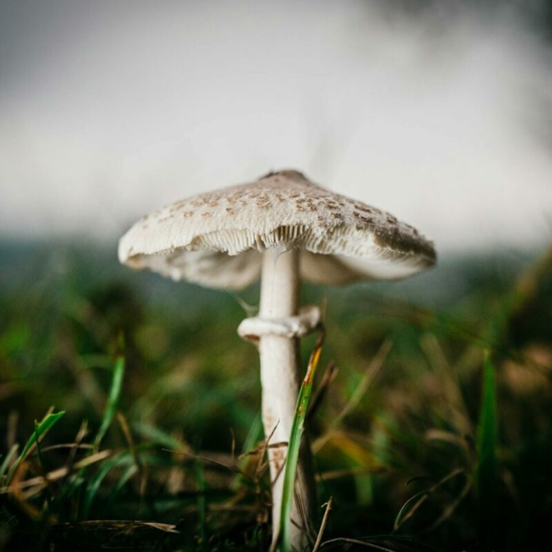 White Monster | Mushrooms Online Canada