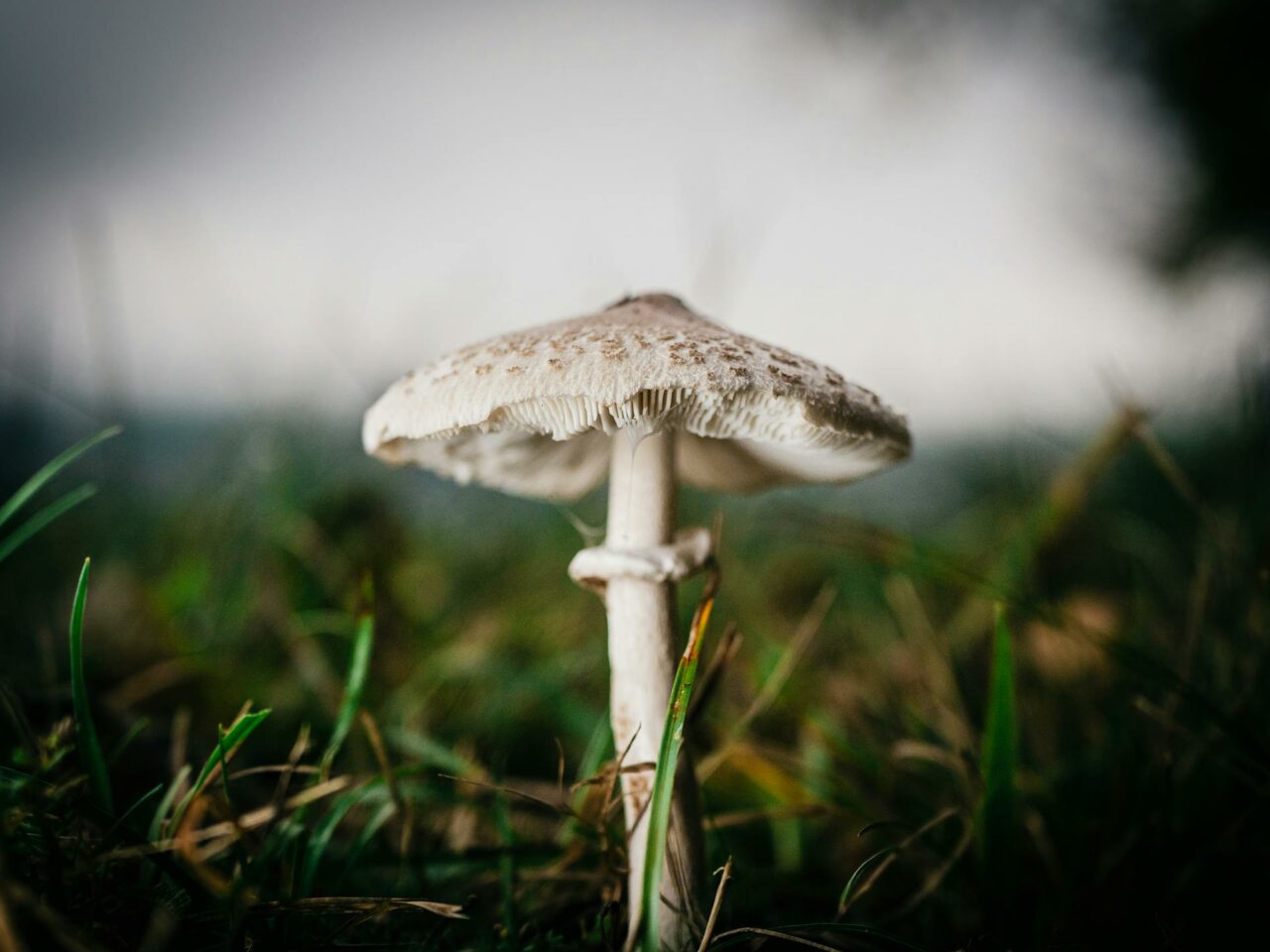 What is the Best Complement to White Monster Magic Mushrooms for a Boosted Experience?
