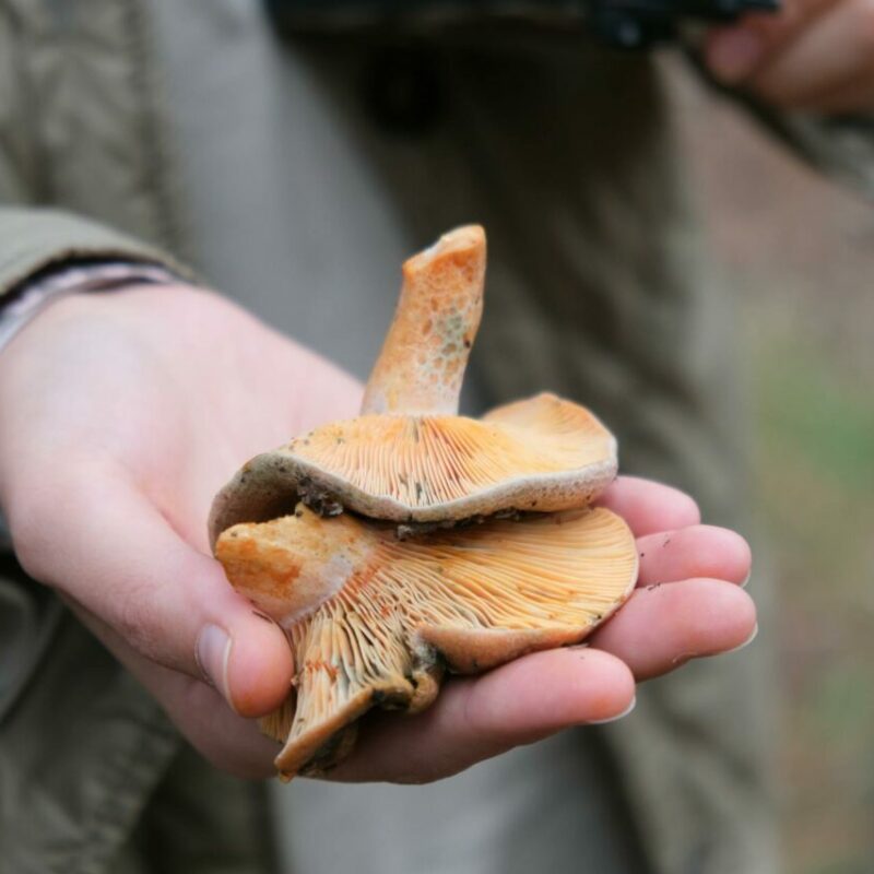 Apex Strain | Mushrooms Online Canada