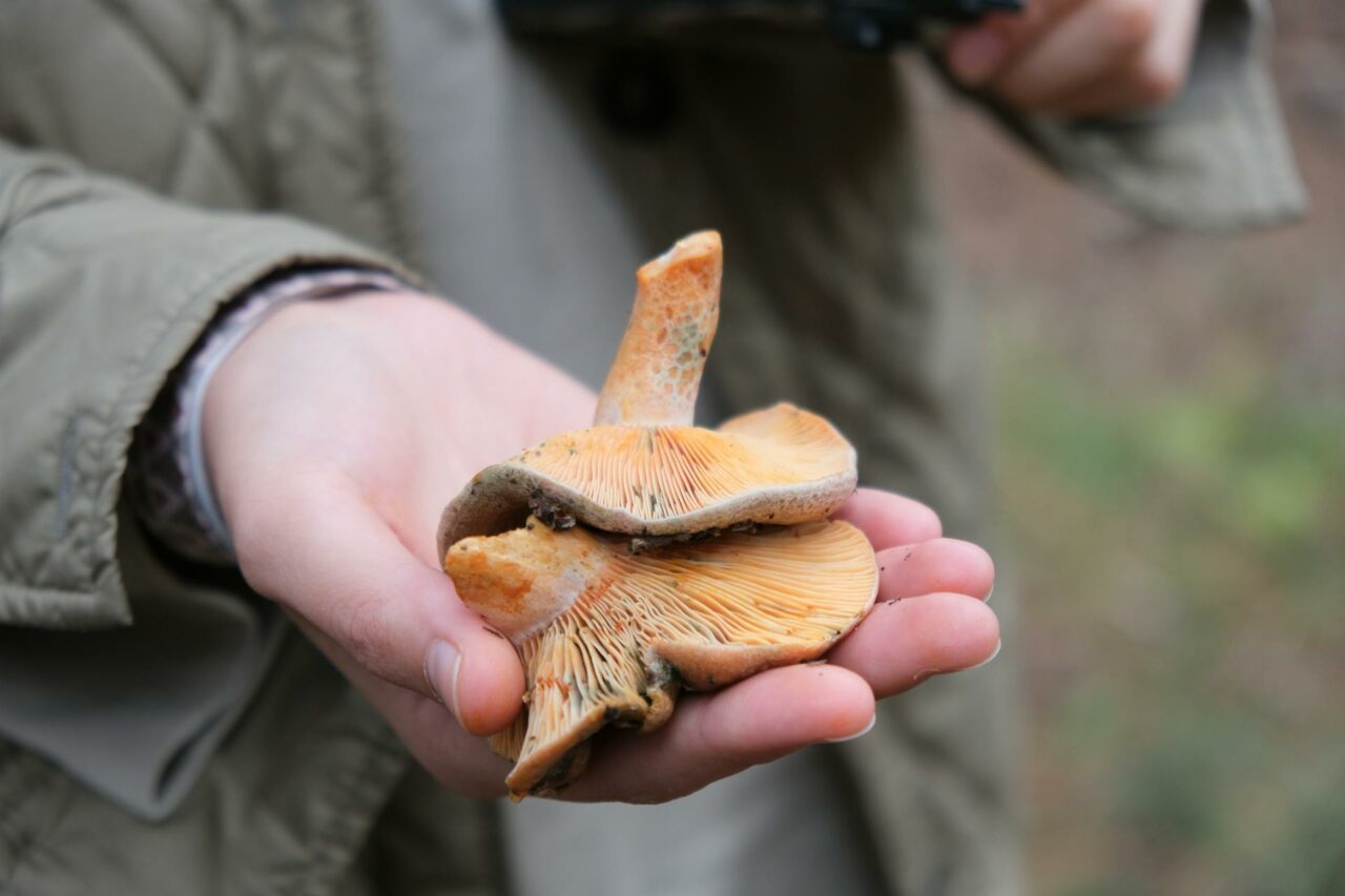The Reasons Why Apex Strain Mushroom Will Always be a Part of My Self-Care Routine