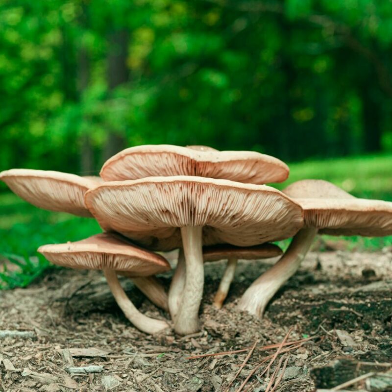 Big Daddy Mushroom | Mushrooms Online Canada