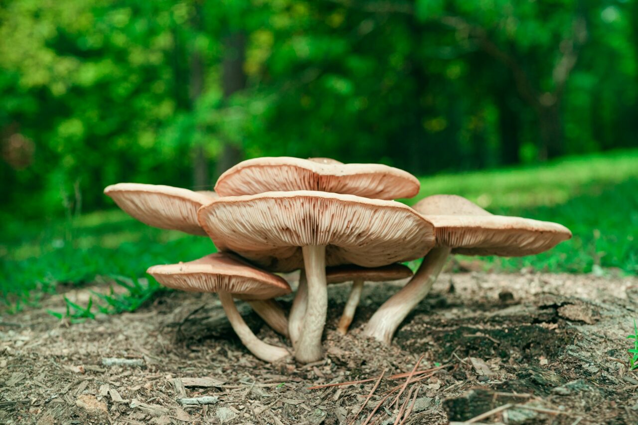 Experienced the Big Daddy Mushroom during a Hike—Unquestionably, a 10/10 Experience Worth Repeating