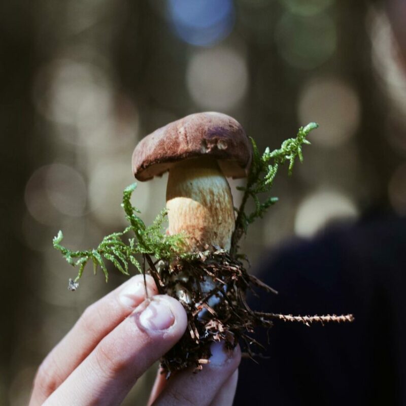 Buy Shrooms | Mushrooms Online Canada