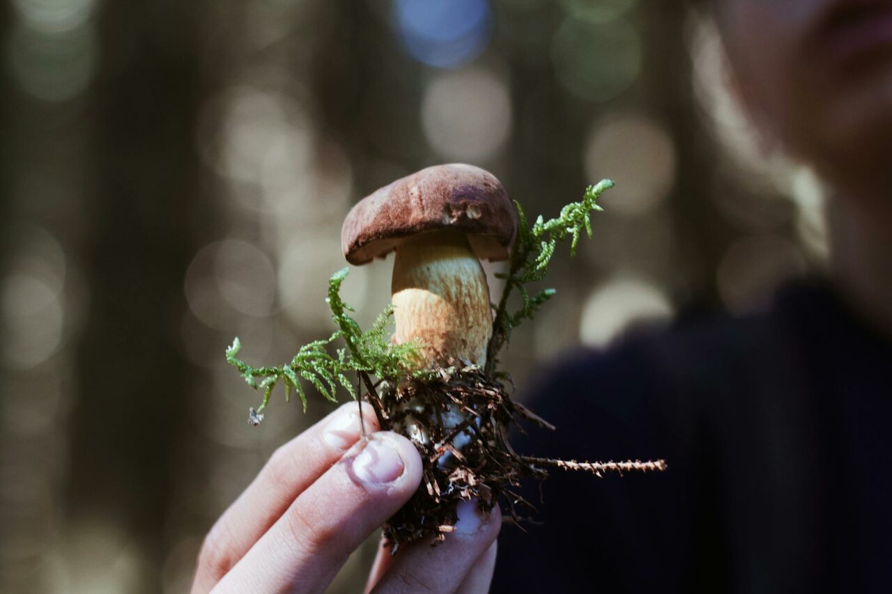 Purchasing Psychedelic Mushrooms Online? A Retiree Expresses Regret For Not Utilizing Psilocybin 45 Years Earlier