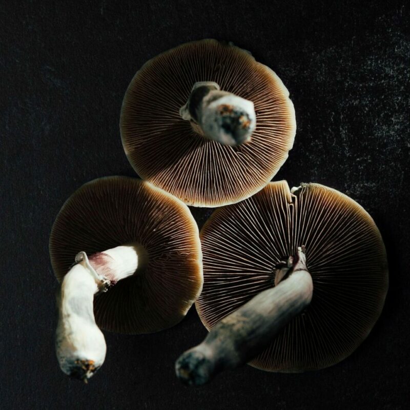 Magic Mushroom Canada | Mushrooms Online Canada