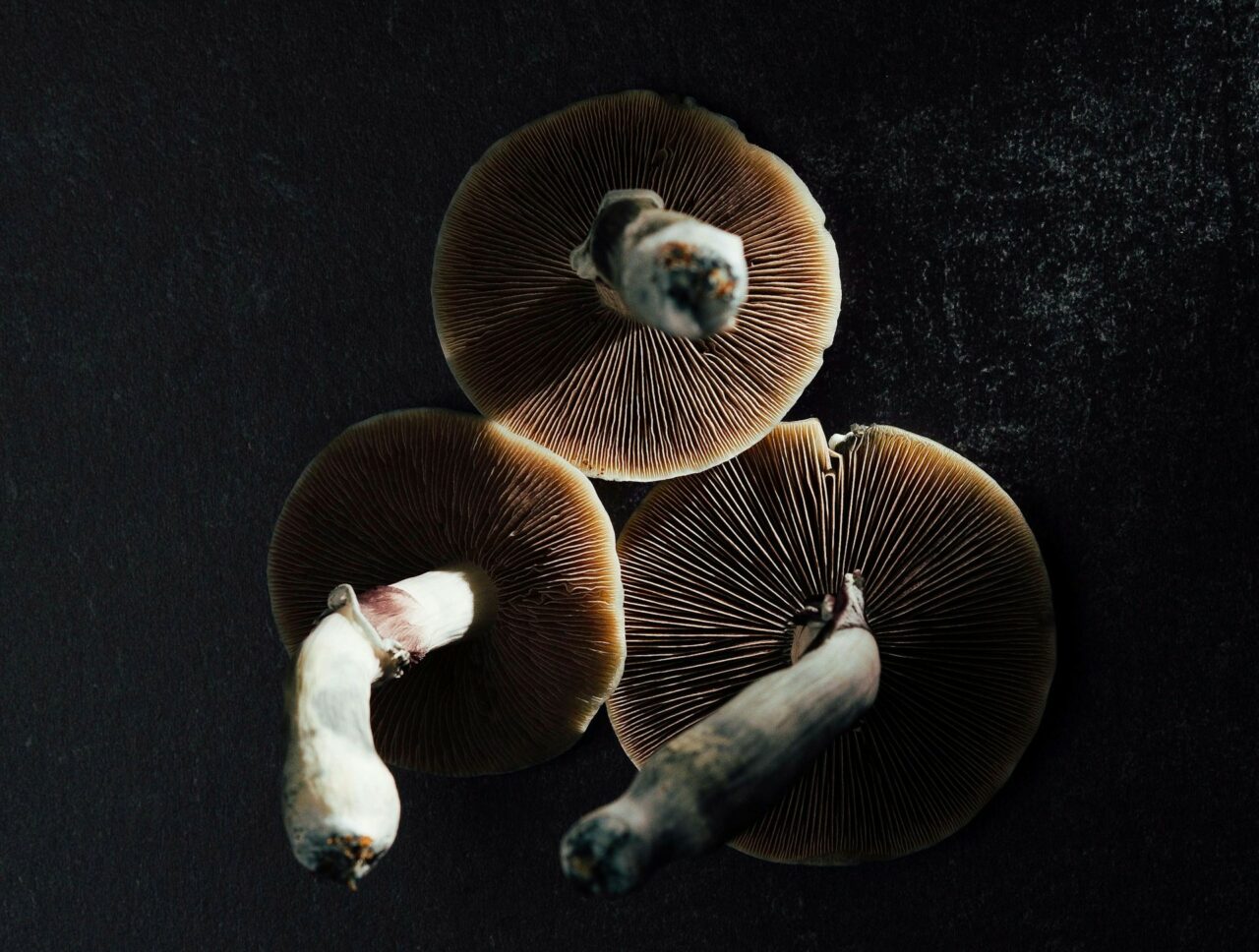 Canada’s Magic Mushroom – Experts Elucidate Why Natural Psilocybin Impacts More Potently Than Its Lab-Created Counterpart