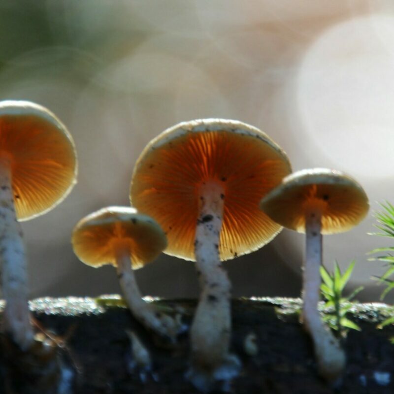 Magic Mushroom Delivery | Mushrooms Online Canada
