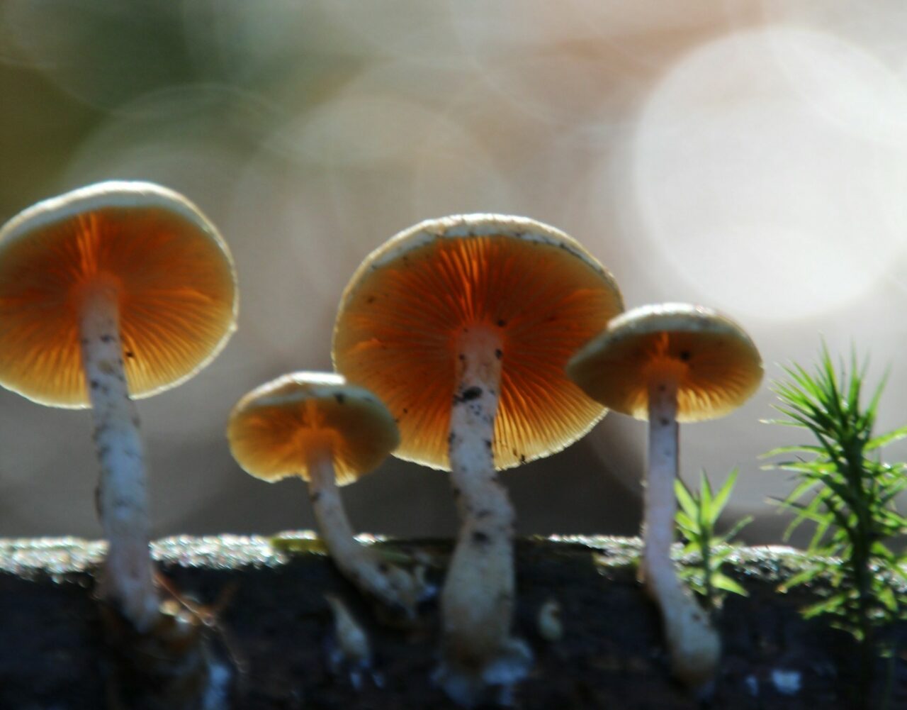 How the Delivery of Magic Mushrooms has Improved my Psychedelic Experiences