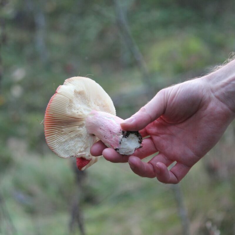 Magic Mushroom Delivery | Mushrooms Online Canada