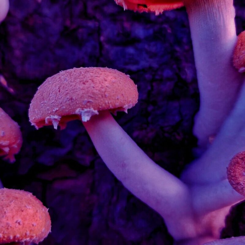 Mushroom Dispensary | Mushrooms Online Canada
