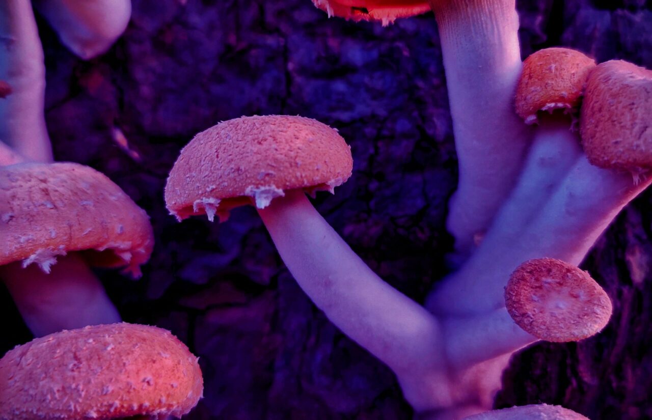 How Psilocybin Obtained from a Mushroom Dispensary May Help Reconfigure Minds Dealing with HIV-Related Stigma