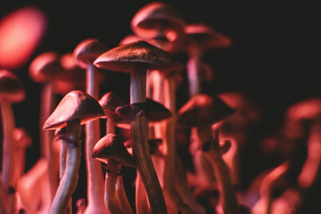 Is Psilocybin Mushrooms in Canada a Solution to Serotonin Deficiency in Anorexia? Here’s What the Studies Indicate