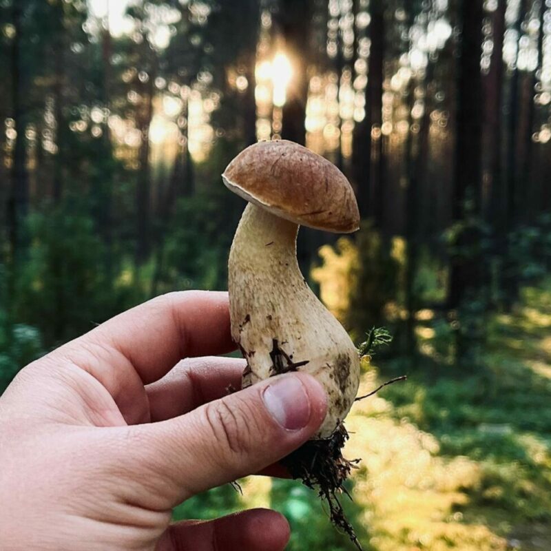 Shrooms Delivery Canada | Mushrooms Online Canada