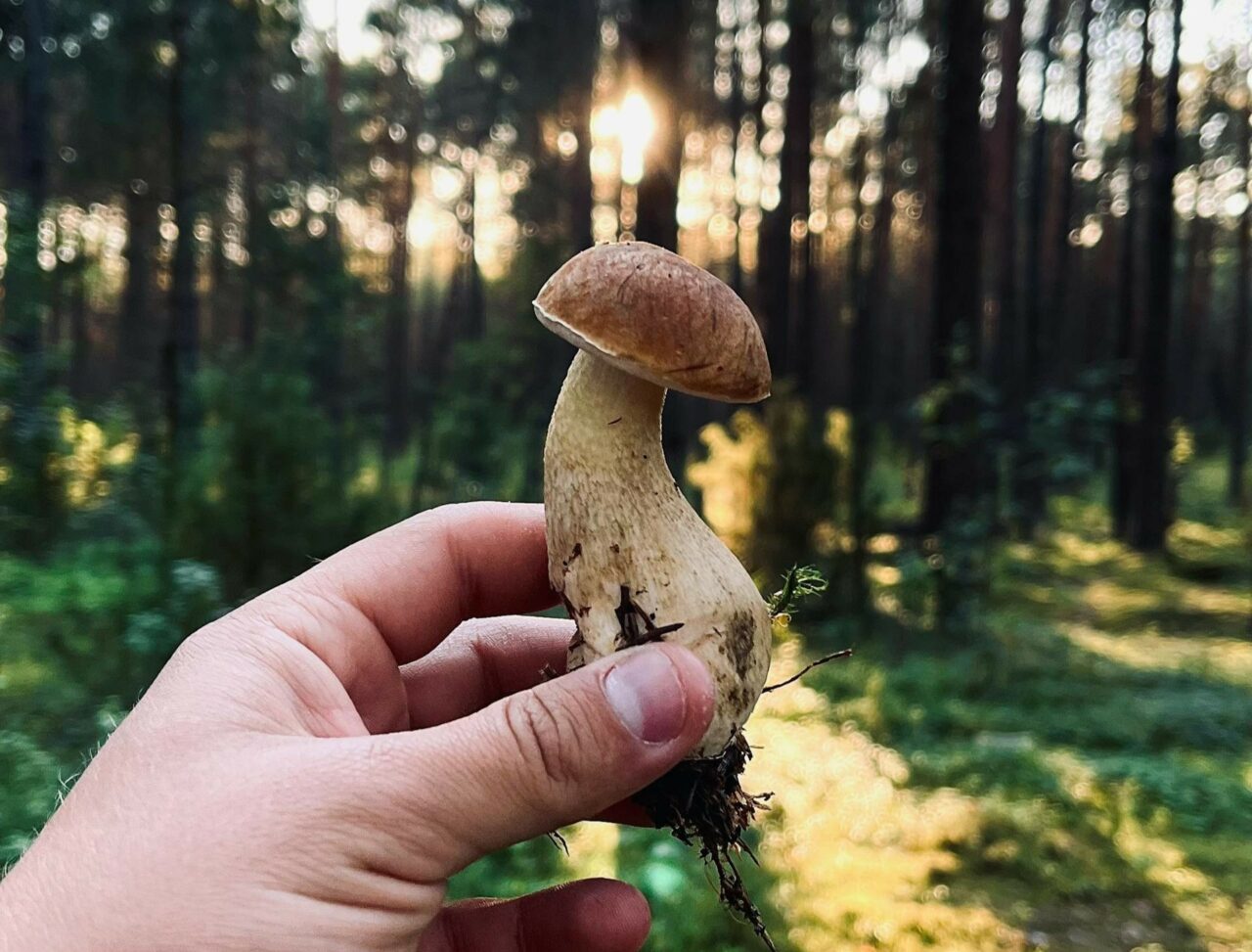 Discover if Psilocybin Trumps Escitalopram/Esketamine with ShroomsDeliveryCanada