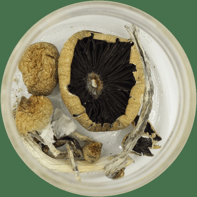  | Mushrooms Online Canada