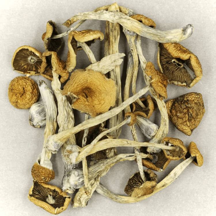  | Mushrooms Online Canada