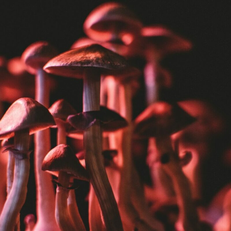  | Mushrooms Online Canada